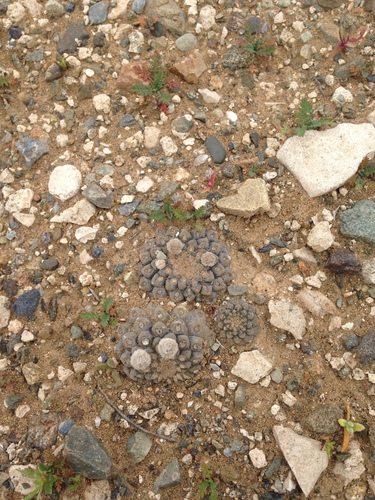 Eriosyce tenebrica