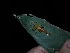 Gryllacrididae