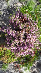 Erica gnaphaloides