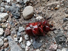 Strategus aloeus