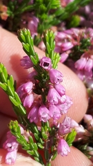 Erica gnaphaloides