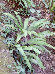 Asplenium scolopendrium