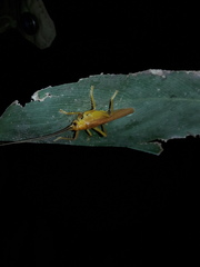 Gryllacrididae