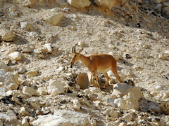 Capra nubiana