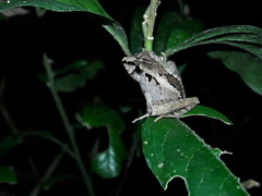 Ischnocnema guentheri