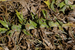 Carlina acanthifolia