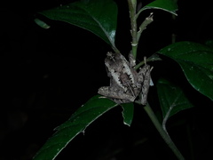 Ischnocnema guentheri