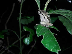 Ischnocnema guentheri