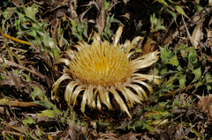 Carlina acanthifolia