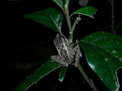 Ischnocnema guentheri