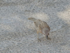 Argya squamiceps