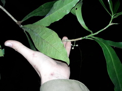 Magnoliopsida