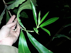 Magnoliopsida