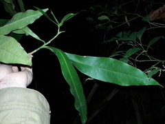 Magnoliopsida