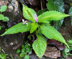 Impatiens leggei