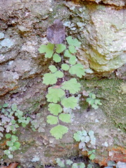 Adiantum capillus-veneris