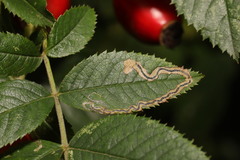 Stigmella anomalella