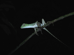 Enyalius