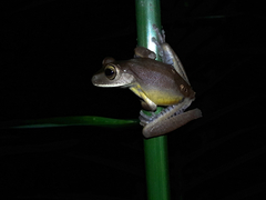 Bokermannohyla hylax