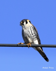 Falco sparverius
