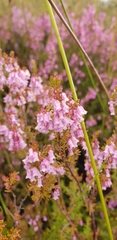 Erica intervallaris