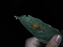 Gryllacrididae