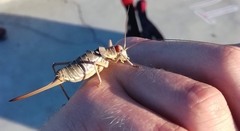 Ephippiger discoidalis