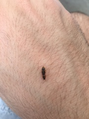 Aeolus mellillus