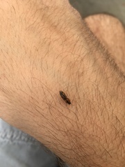 Aeolus mellillus