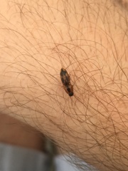 Aeolus mellillus