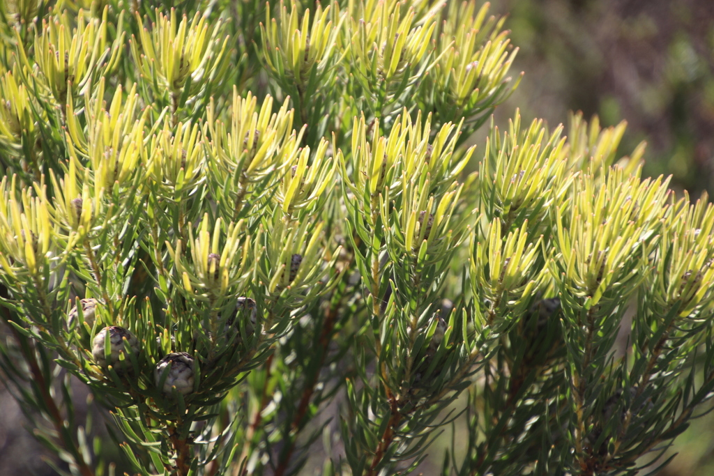 Common Shale Conebush