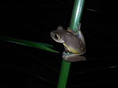 Bokermannohyla hylax