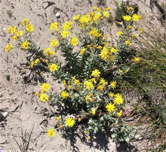 Senecio arniciflorus