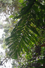 Bactris gasipaes