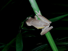 Bokermannohyla hylax
