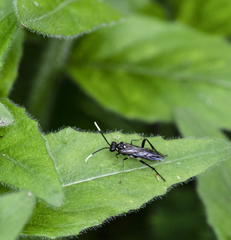 Macrophya trisyllaba