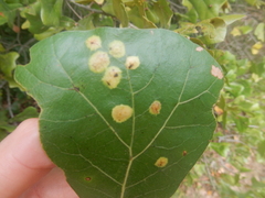 Polystepha pustuloides