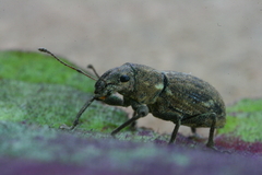 Pantomorus cervinus