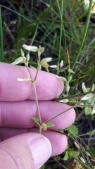 Cerastium capense