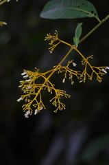 Palicourea weberbaueri