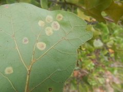 Polystepha pustuloides