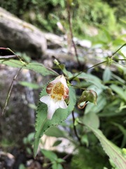 Impatiens devendrae