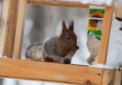 Sciurus vulgaris