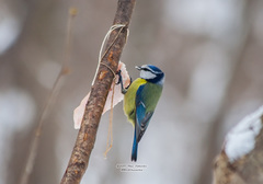 Cyanistes caeruleus