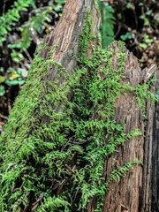 Selaginella wallacei