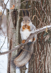 Sciurus vulgaris