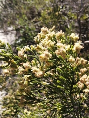Passerina paleacea