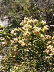 Passerina paleacea