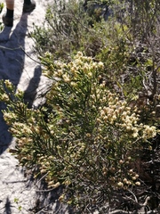 Passerina paleacea