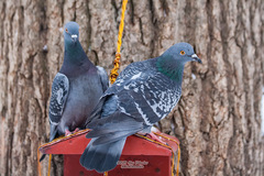 Columba livia